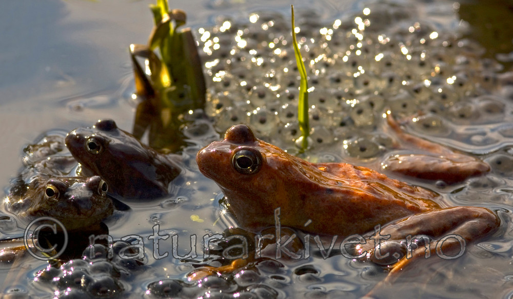 BB 05 0087 / Rana temporaria / Buttsnutefrosk