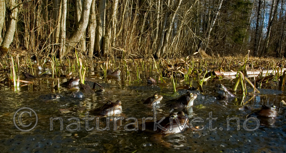 BB 05 0089 / Rana temporaria / Buttsnutefrosk