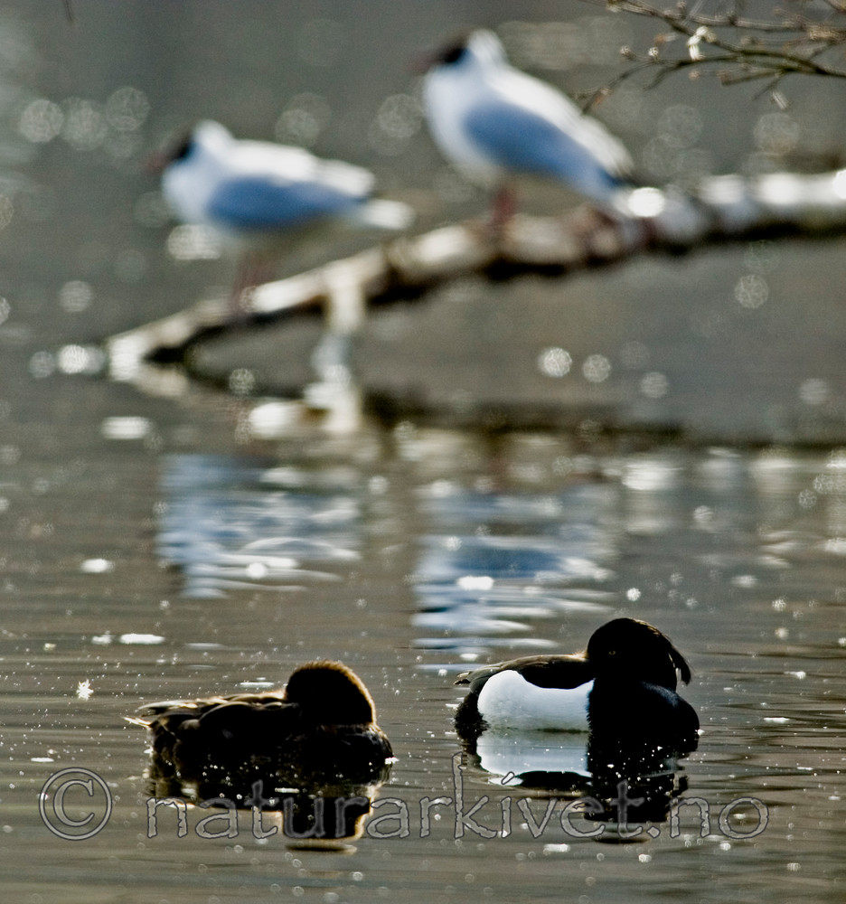 BB 05 0092 / Aythya fuligula / Toppand <br /> Chroicocephalus ridibundus / Hettemåke