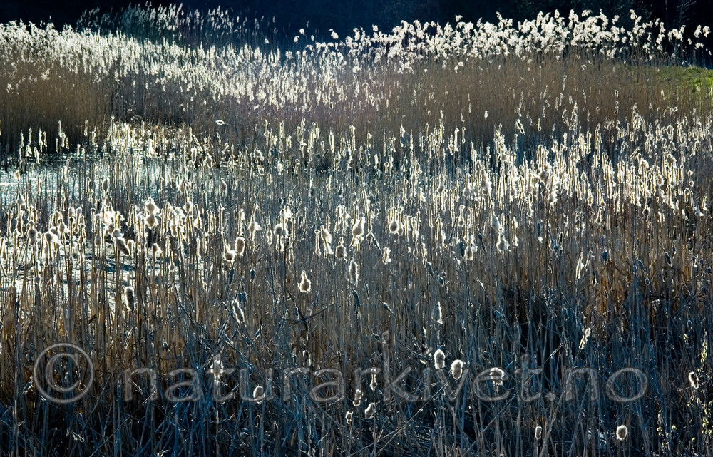 BB 05 0094 / Phragmites australis / Takrør <br /> Typha latifolia / Brei dunkjevle