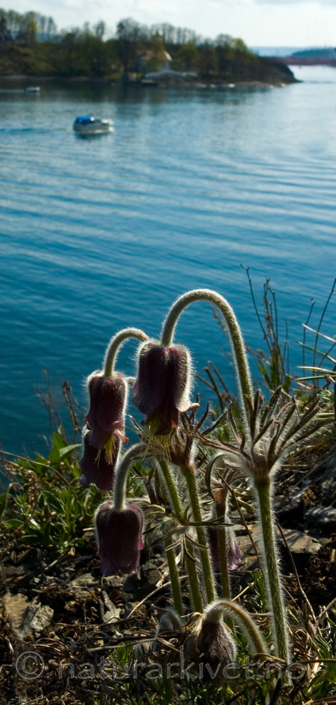 BB 05 0097 / Pulsatilla pratensis / Kubjelle