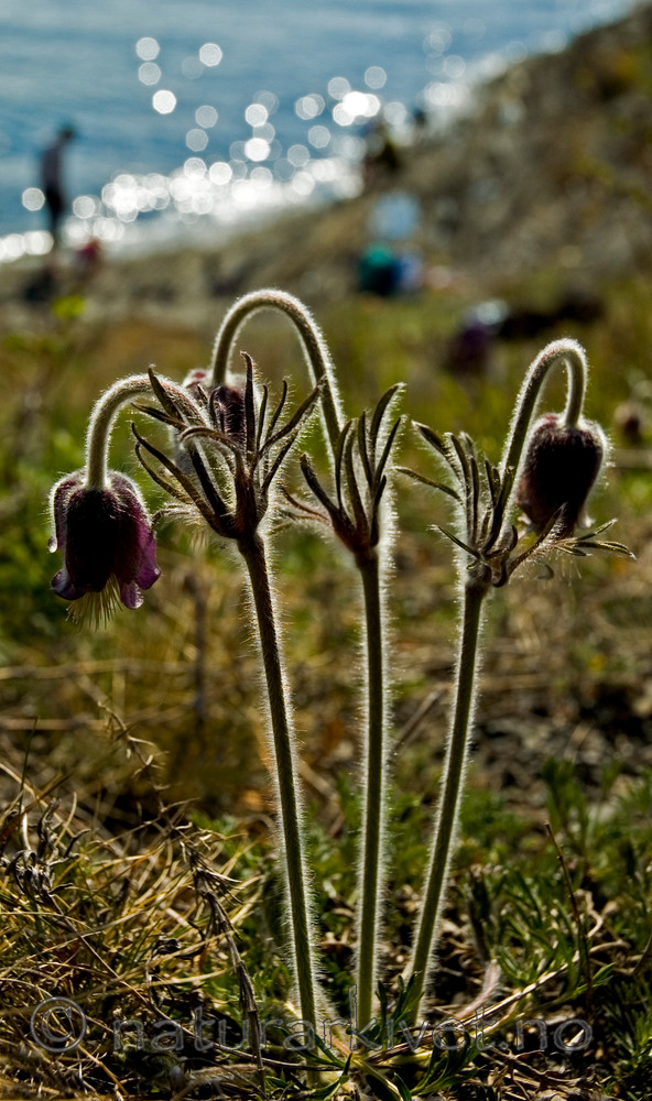 BB 05 0101 / Pulsatilla pratensis / Kubjelle