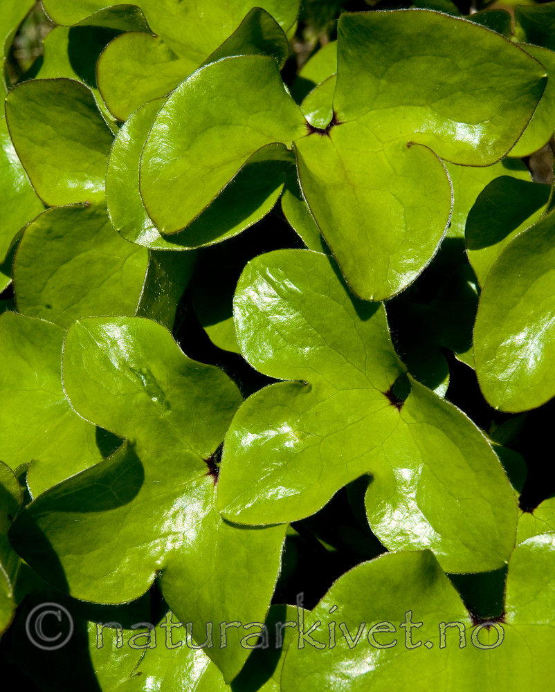 BB 05 0102 / Hepatica nobilis / Blåveis