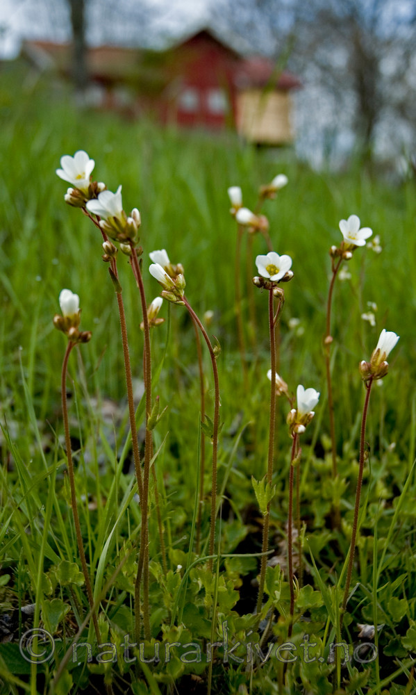 BB 05 0108 / Saxifraga granulata / Nyresildre