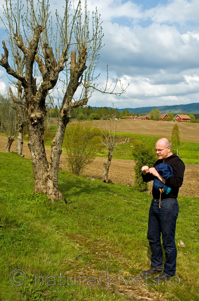 BB 05 0116 / Fraxinus excelsior / Ask