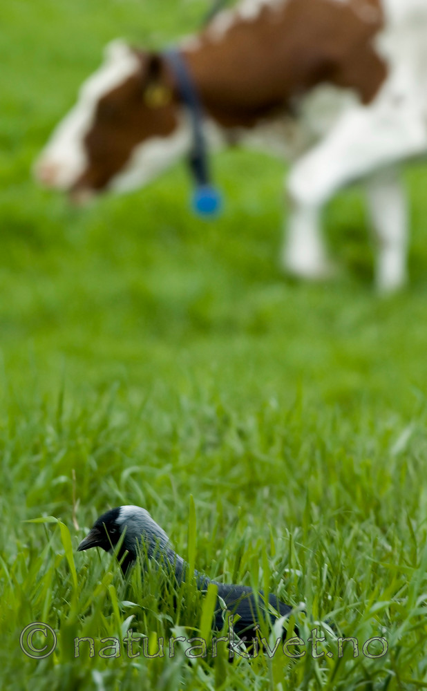 BB 05 0122 / Bos taurus / Storfe <br /> Corvus monedula / Kaie