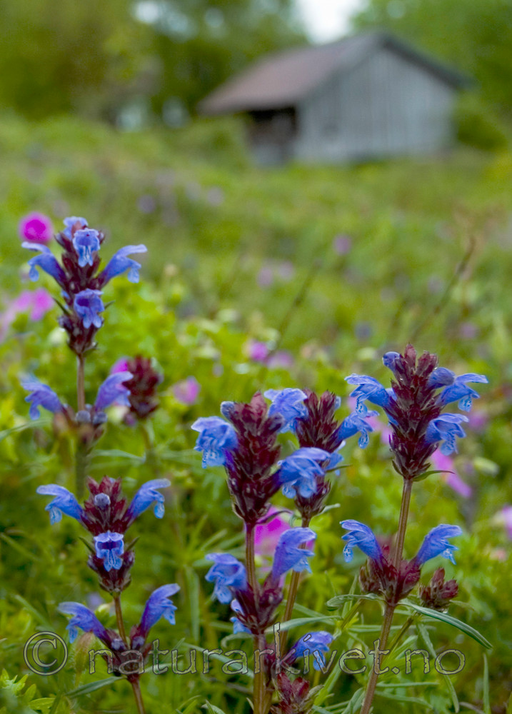 BB 05 0123 / Dracocephalum ruyschiana / Dragehode
