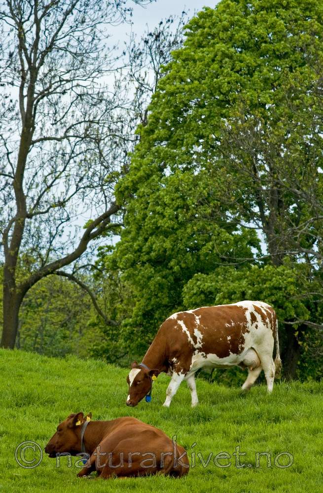 BB 05 0127 / Bos taurus / Storfe