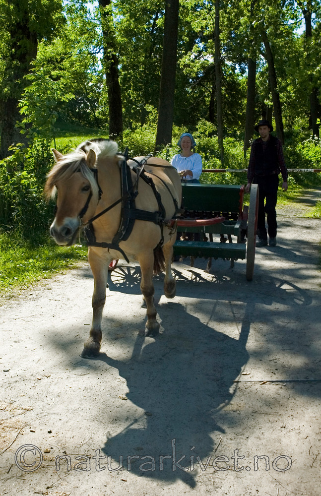 BB 05 0130 / Equus caballus / Hest