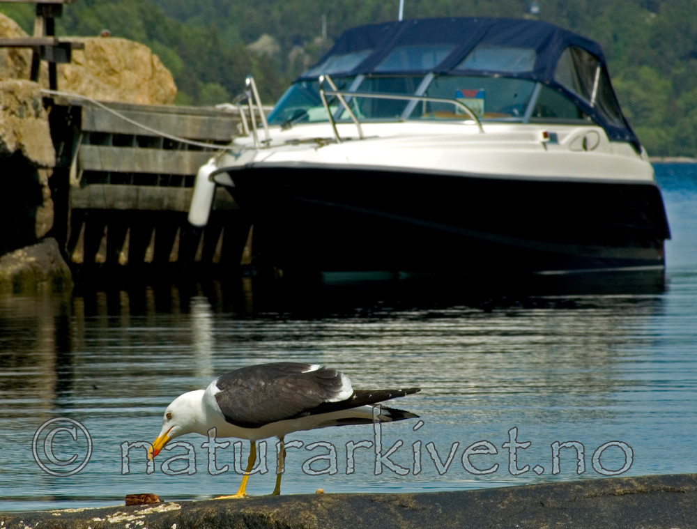 BB 05 0137 / Larus fuscus / Sildemåke