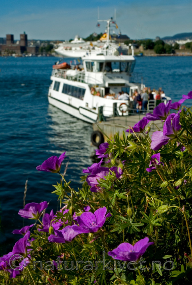BB 05 0142 / Geranium sanguineum / Blodstorkenebb