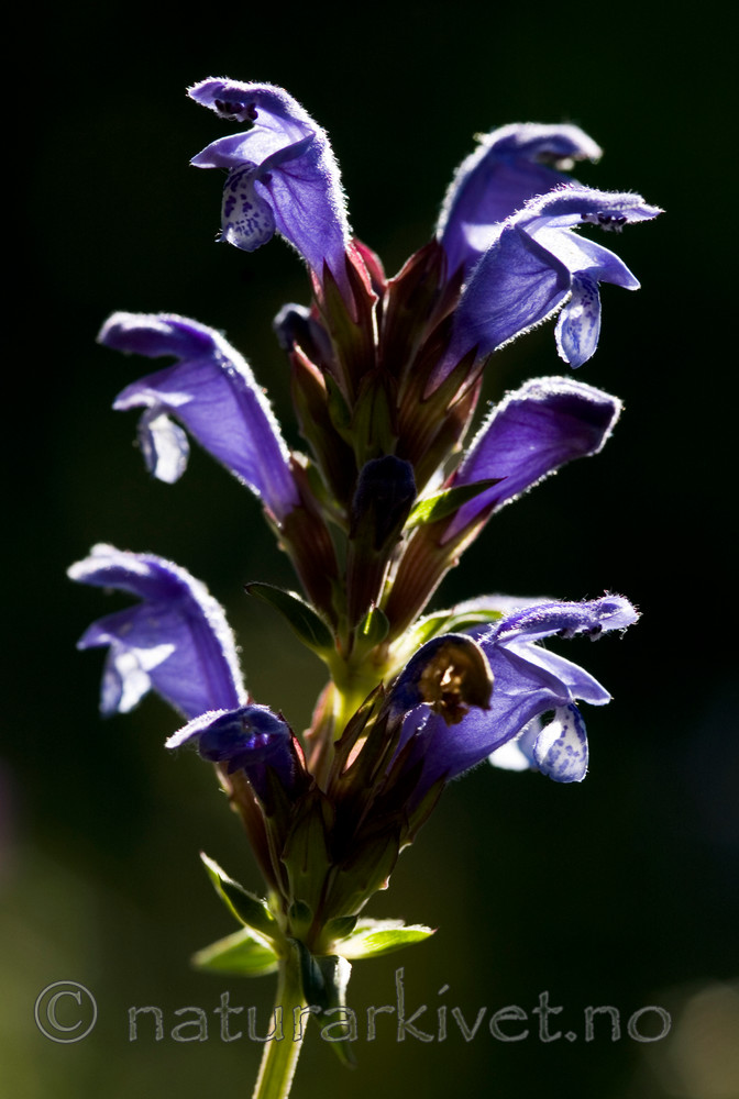 BB 05 0143 / Dracocephalum ruyschiana / Dragehode