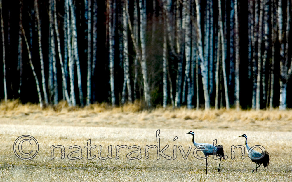 BB 05 0152 / Grus grus / Trane