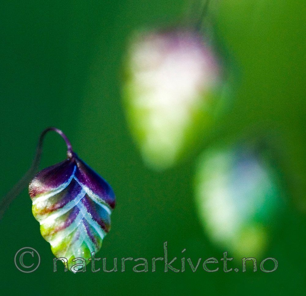 BB 05 0157 / Briza media / Hjertegras