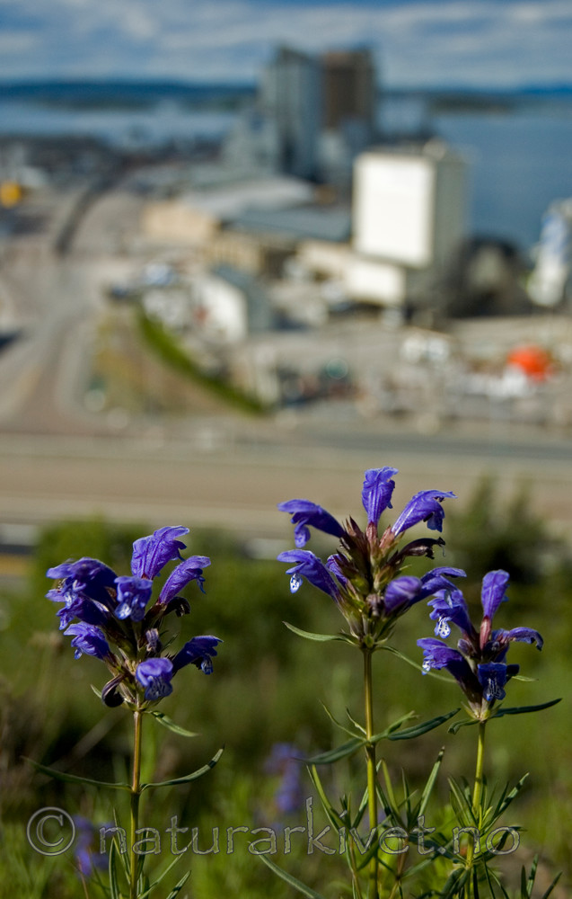 BB 05 0163 / Dracocephalum ruyschiana / Dragehode