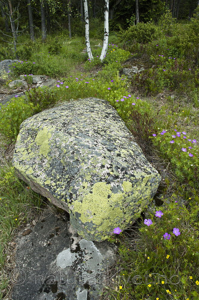 BB 05 0164 / Betula pendula / Hengebjørk <br /> Geranium sanguineum / Blodstorkenebb <br /> Juniperus communis / Einer <br /> Pinus sylvestris / Furu <br /> Potentilla erecta / Tepperot