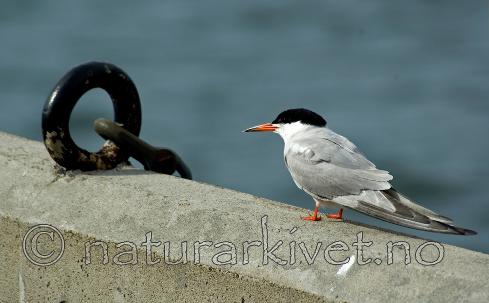 BB 05 0171 / Sterna hirundo / Makrellterne