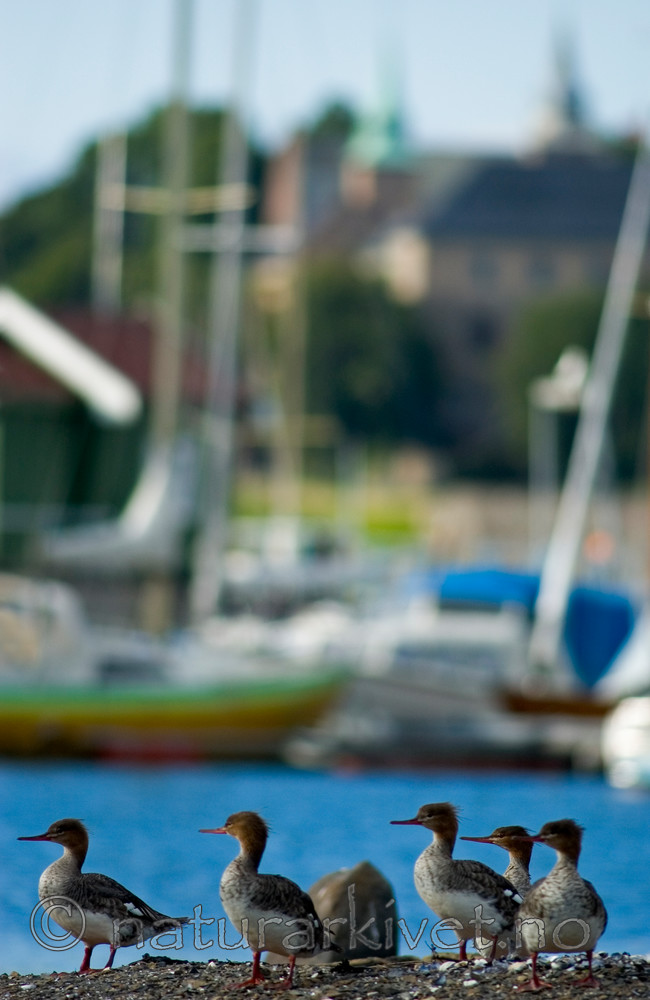 BB 05 0173 / Mergus serrator / Siland