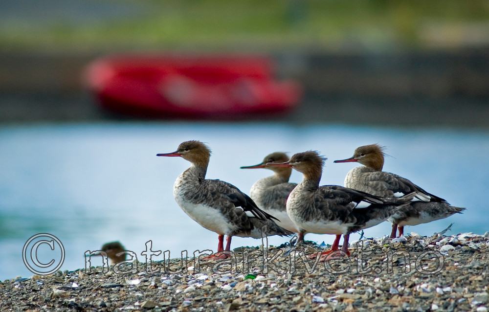 BB 05 0174 / Mergus serrator / Siland