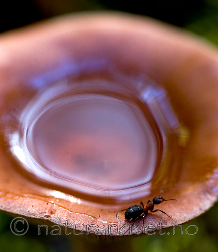 BB 05 0179 / Lactarius rufus / Rødbrun pepperriske