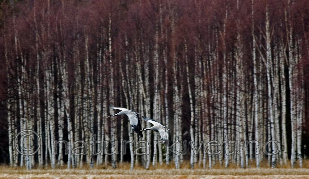 BB 05 0181 / Betula pendula / Hengebjørk <br /> Grus grus / Trane
