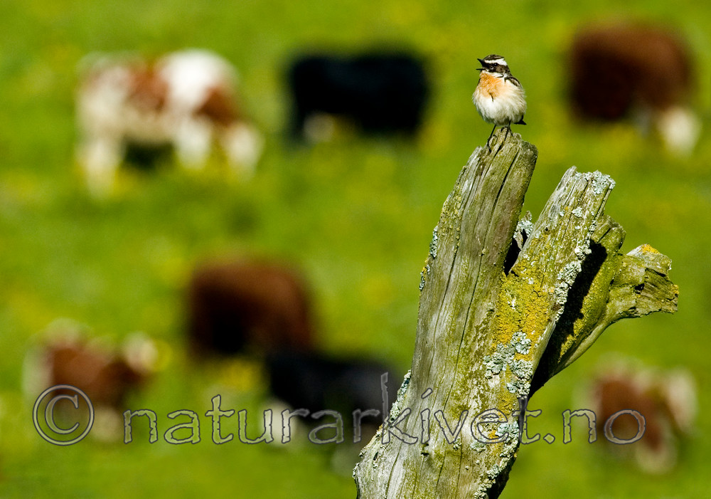 BB 05 0182 / Bos taurus / Storfe <br /> Saxicola rubetra / Buskskvett