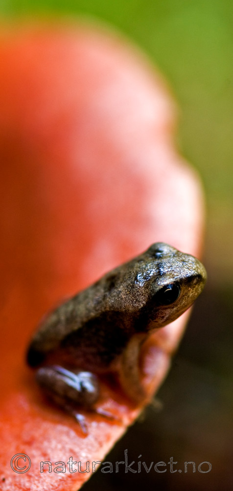 BB 05 0183 / Rana temporaria / Buttsnutefrosk