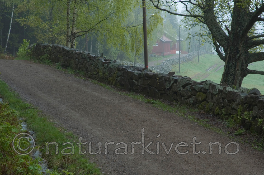 BB 05 0194 / Betula pendula / Hengebjørk