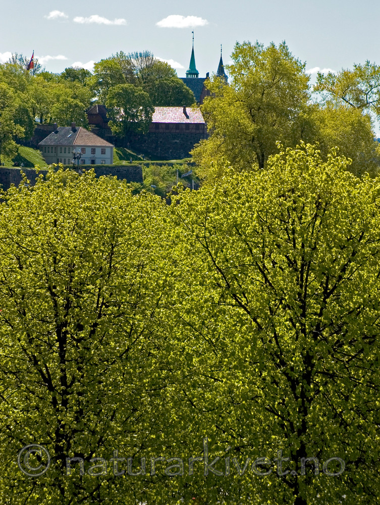 BB 05 0196 / Tilia cordata / Lind