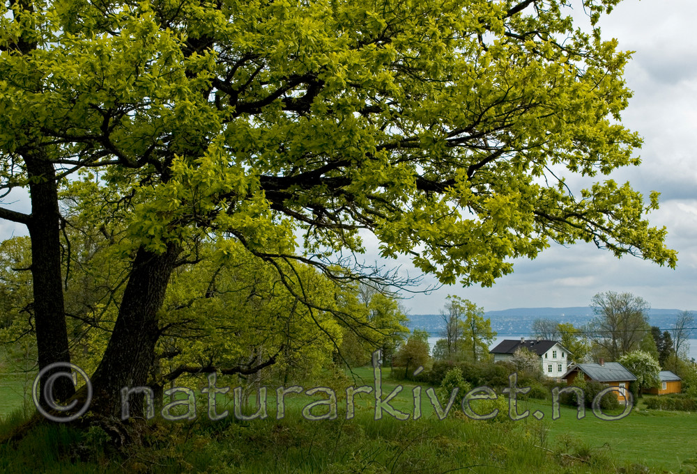 BB 05 0200 / Quercus robur / Sommereik