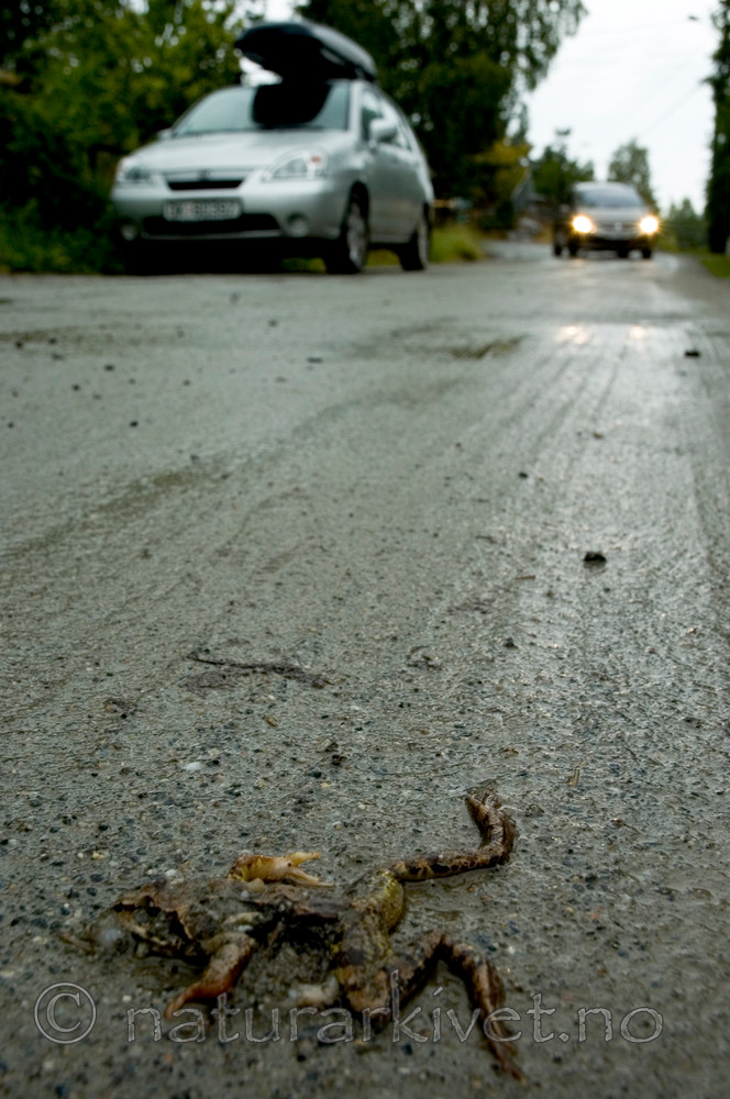 BB 05 0203 / Rana temporaria / Buttsnutefrosk