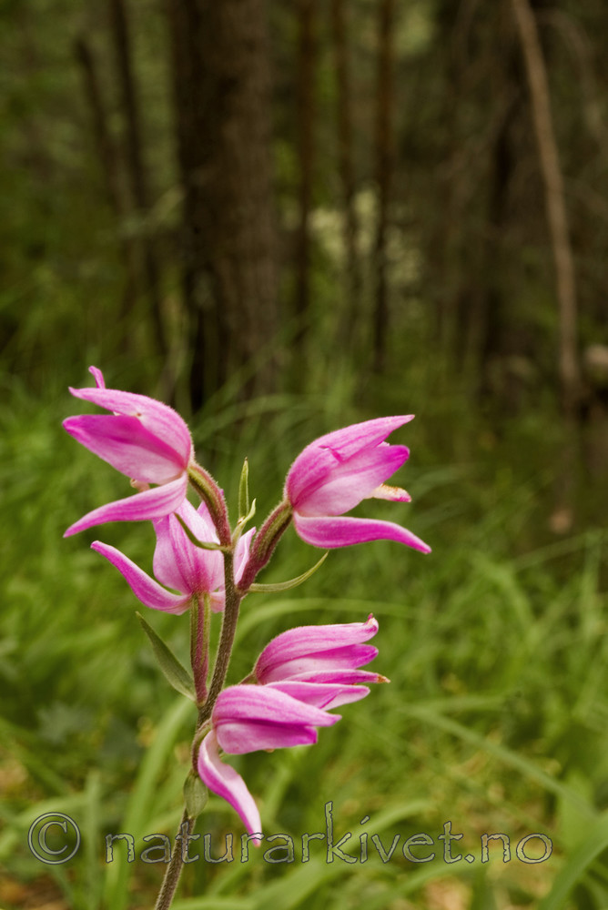 BB 05 0207 / Cephalanthera rubra / Rød skogfrue <br /> Pinus sylvestris / Furu