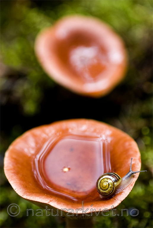 BB 05 0208 / Lactarius rufus / Rødbrun pepperriske