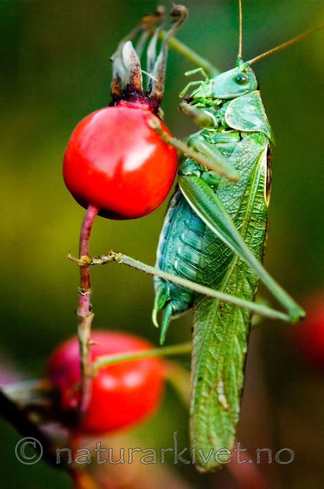 BB 05 0209 / Rosa dumalis / Kjøttnype <br /> Tettigonia viridissima / Grønn løvgresshoppe