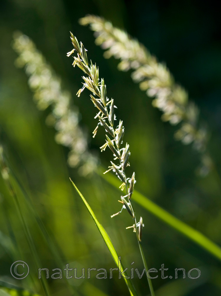 BB 05 0216 / Elytrigia repens / Kveke