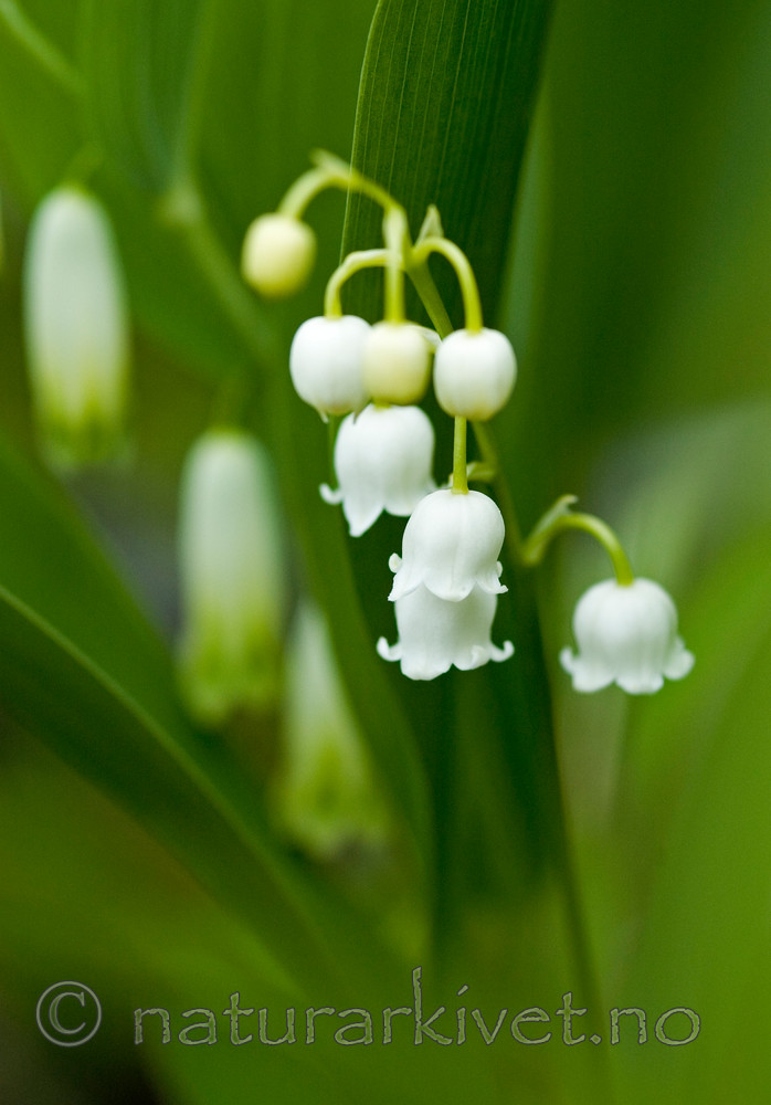BB 05 0217 / Convallaria majalis / Liljekonvall <br /> Polygonatum odoratum / Kantkonvall