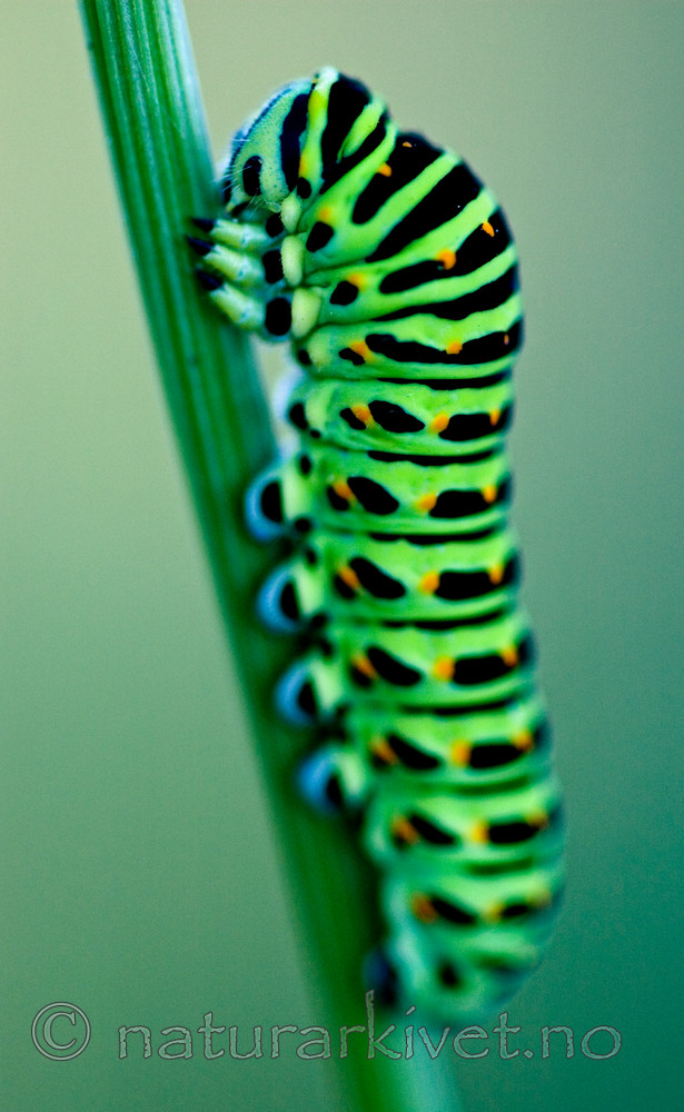BB 05 0219 / Papilio machaon / Svalestjert