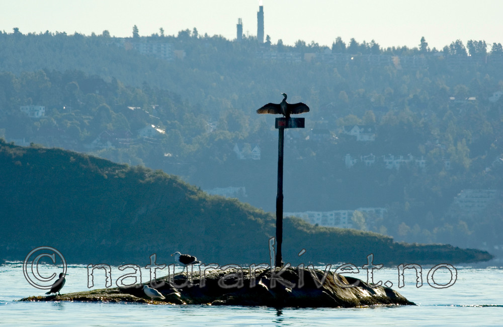 BB 05 0224 / Larus argentatus / Gråmåke <br /> Larus marinus / Svartbak <br /> Phalacrocorax carbo / Storskarv