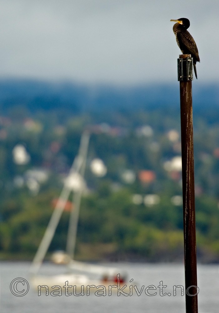 BB 05 0225 / Phalacrocorax carbo / Storskarv