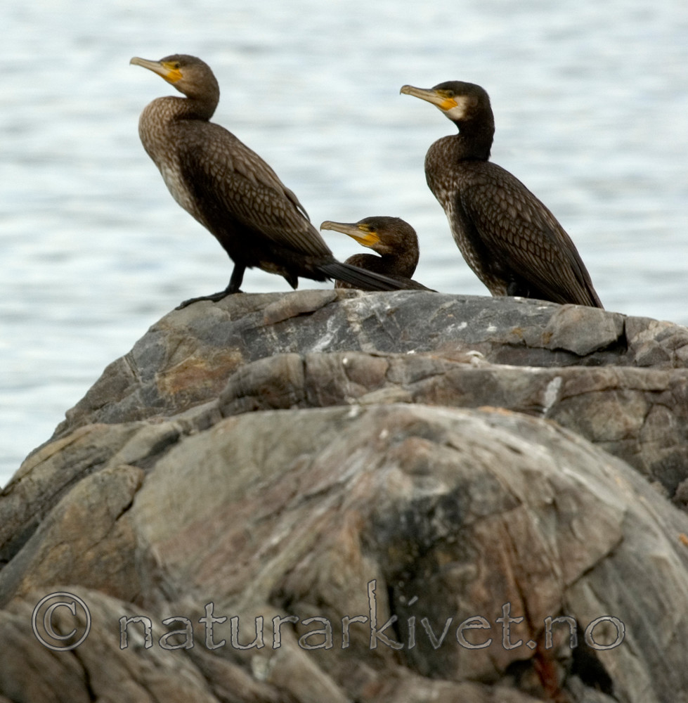BB 05 0226 / Phalacrocorax carbo / Storskarv