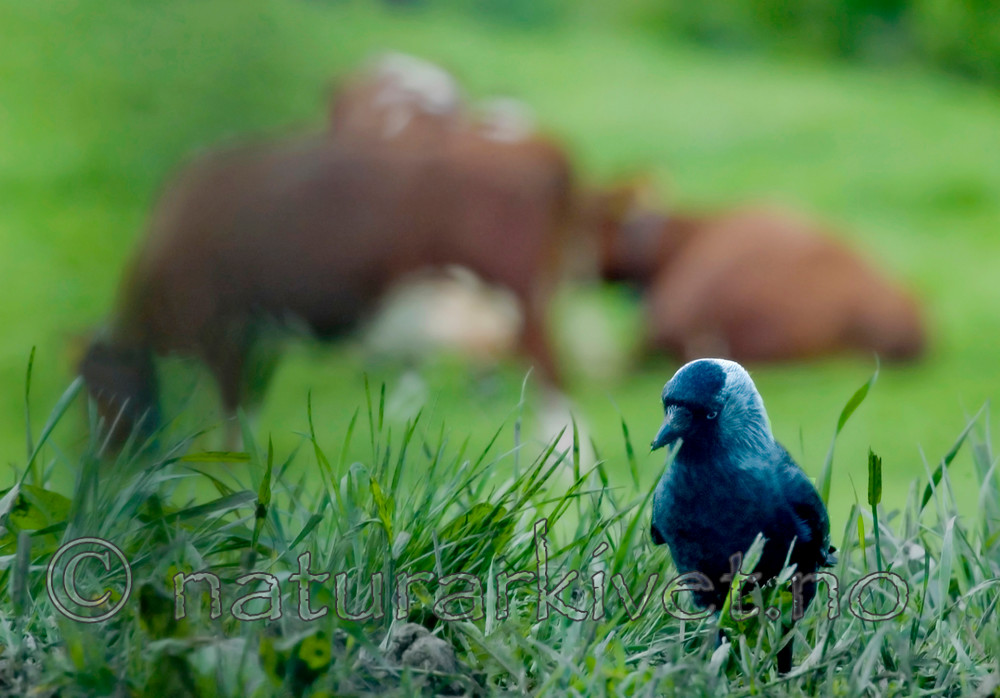 BB 05 0228 / Bos taurus / Storfe <br /> Corvus monedula / Kaie