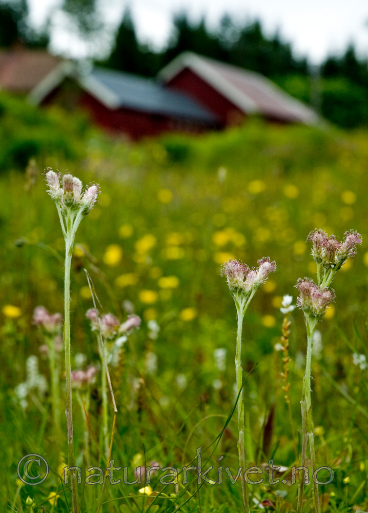 BB 05 0235 / Antennaria dioica / Kattefot <br /> Bistorta vivipara / Harerug