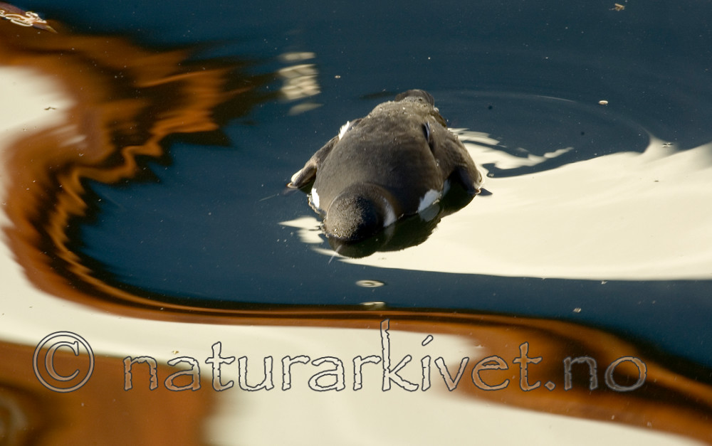 BB 05 0239 / Uria aalge / Lomvi