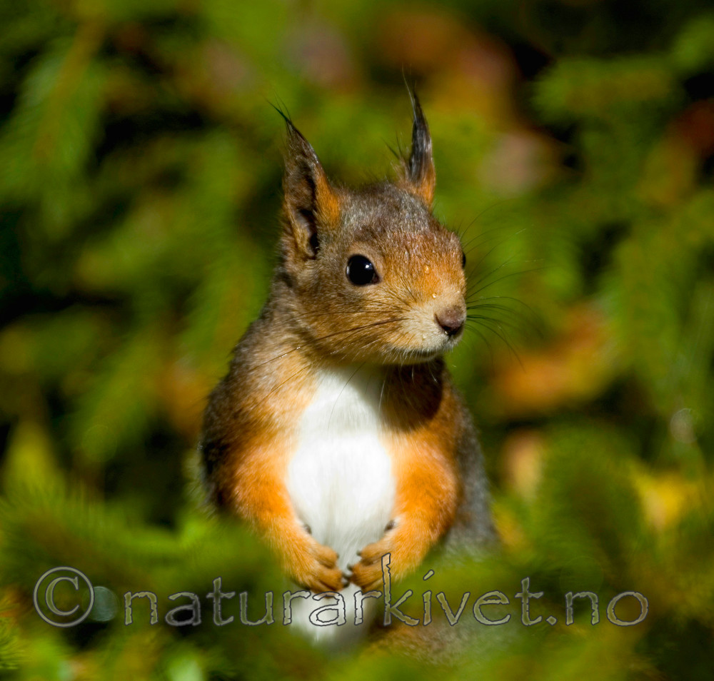 BB 05 0241 / Sciurus vulgaris / Ekorn