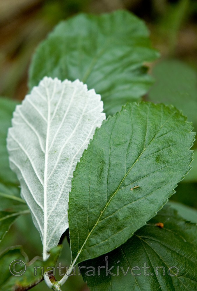 BB 05 0245 / Sorbus rupicola / Bergasal