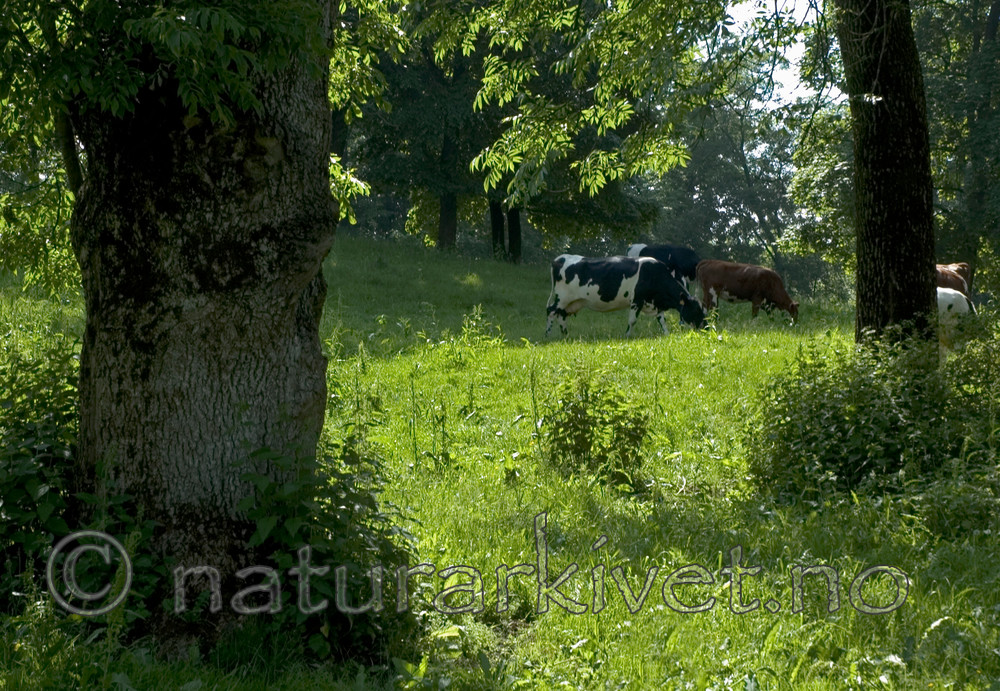 BB 05 0253 / Bos taurus / Storfe <br /> Fraxinus excelsior / Ask