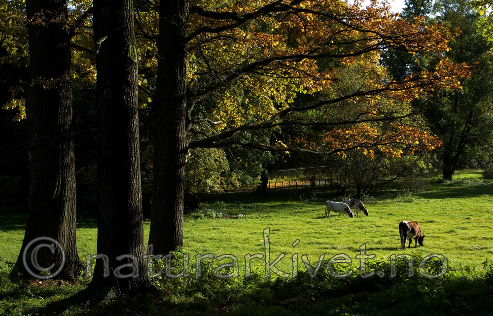 BB 05 0254 / Bos taurus / Storfe <br /> Quercus robur / Sommereik
