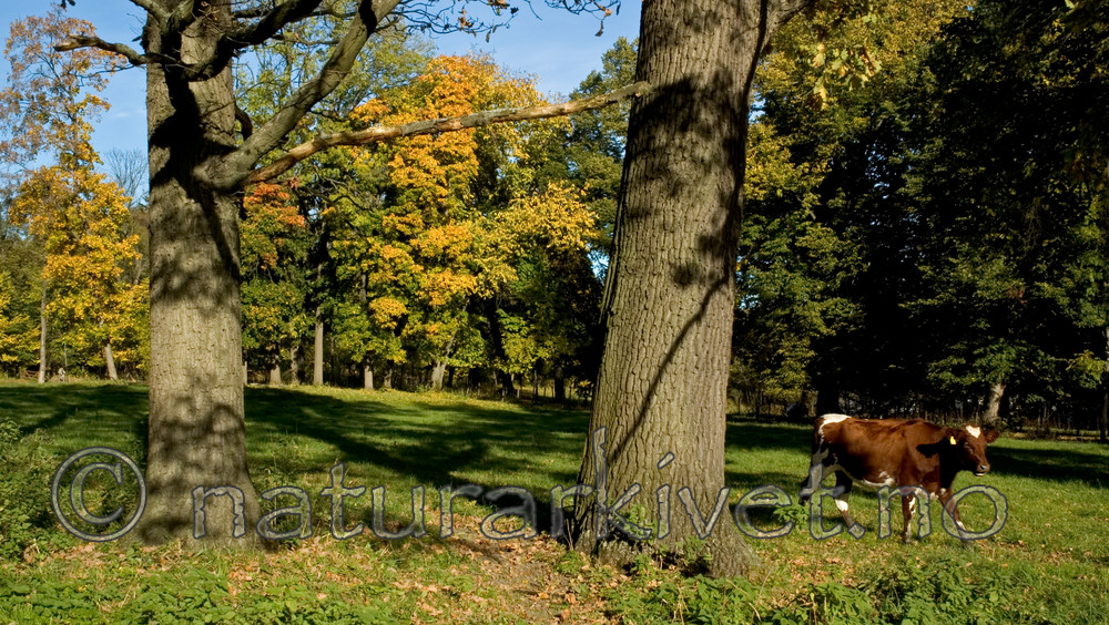 BB 05 0255 / Bos taurus / Storfe <br /> Quercus robur / Sommereik