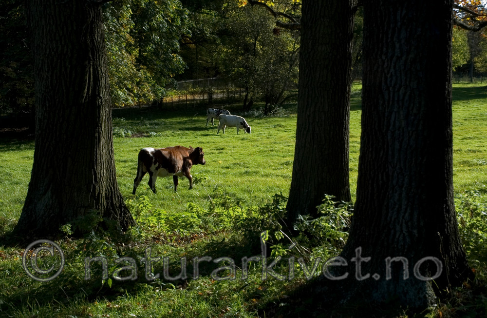 BB 05 0257 / Bos taurus / Storfe <br /> Quercus robur / Sommereik