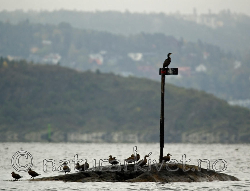 BB 05 0260 / Phalacrocorax carbo / Storskarv <br /> Somateria mollissima / ærfugl